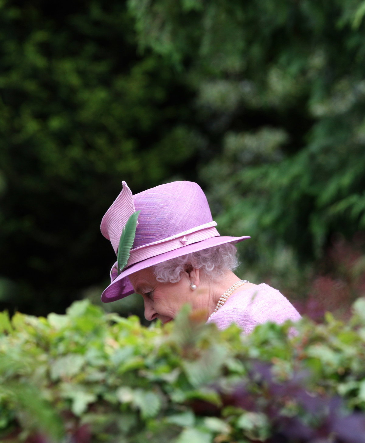 Queen im Garten