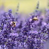Sonnenpflanzen: Diese 5 Pflanzen lieben sonnige Standorte