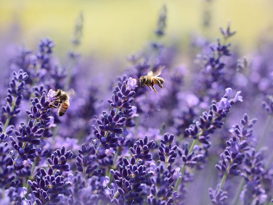 Sonnenpflanzen: Lavendel und Bienen