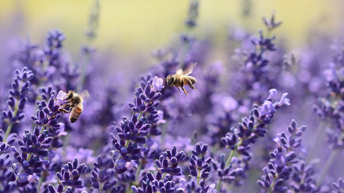 Sonnenpflanzen: Diese 5 Pflanzen lieben sonnige Standorte