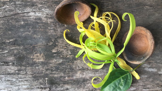 Ylang Ylang: Wirkung und Anwendung des Öls