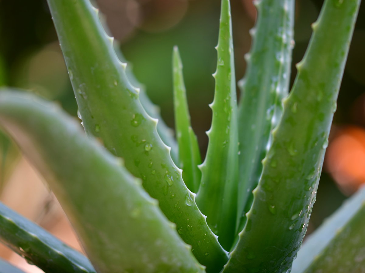 Aloe Vera