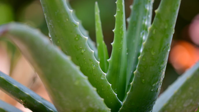 Aloe Vera für die Haut: Diese 5 Anwendungsmöglichkeiten solltest du kennen