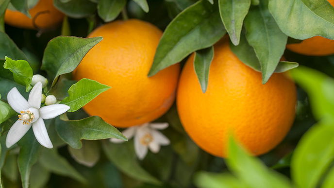 Orangenblütenwasser: Alles zur Wirkung, Anwendung und Tipps