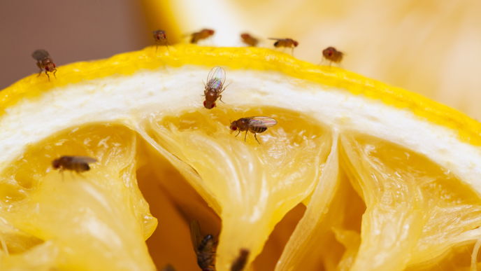  Fruchtfliegen entfernen: Mit diesen 6 Hausmitteln wirst du Obstfliegen sofort los