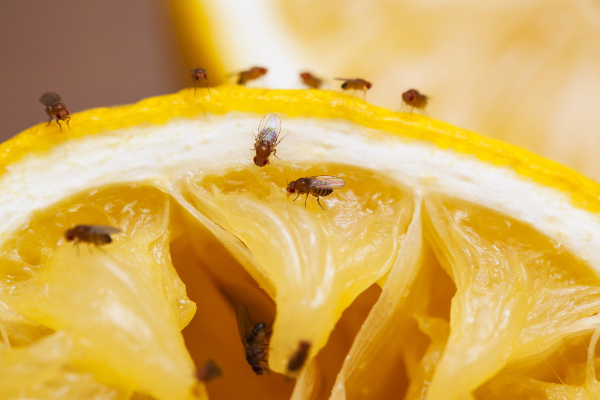 Fruchtfliegen auf Obst