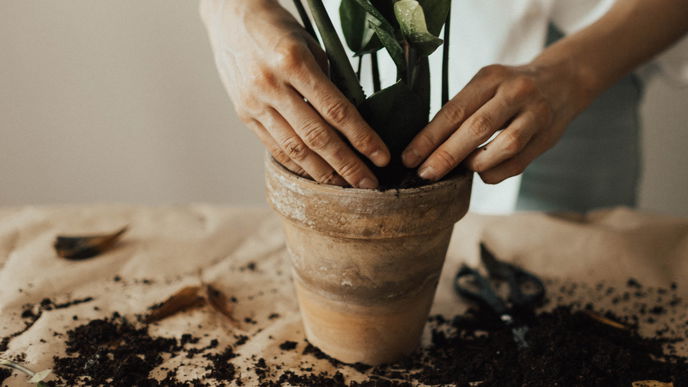 Haushalt: Schimmlige Blumenerde? DAS kannst du dagegen tun