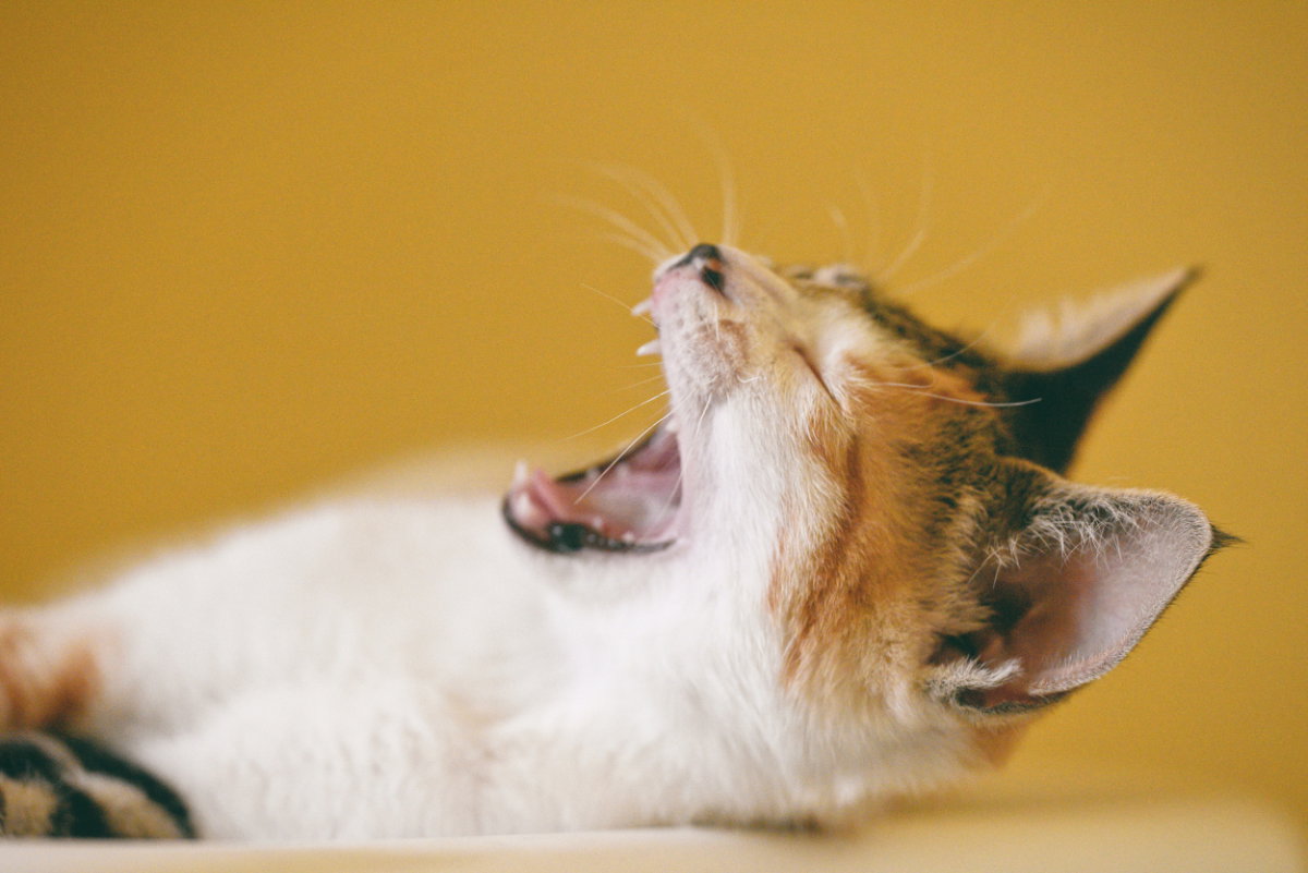 Katze