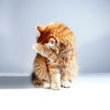 Diese Lebensmittel darf deine Katze auf keinen Fall fressen
