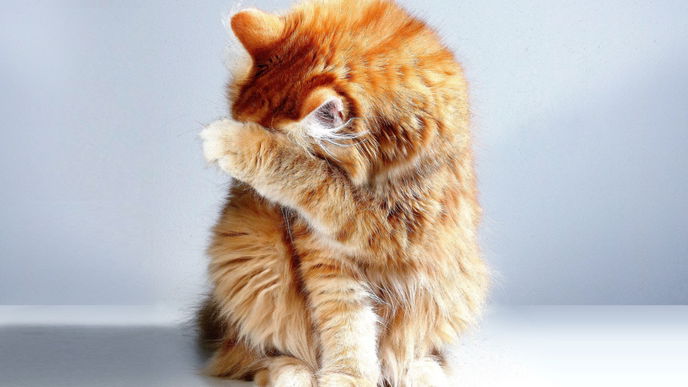 Diese Lebensmittel darf deine Katze auf keinen Fall fressen