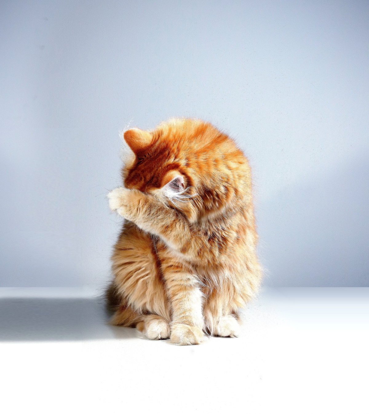 Diese Lebensmittel darf deine Katze auf keinen Fall fressen