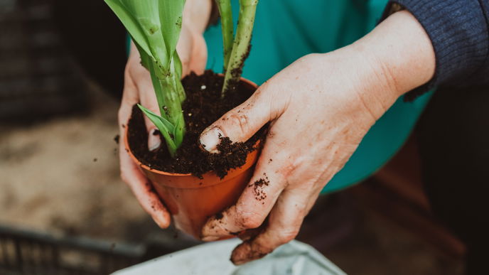 Pflanzen Care! Das hilft deinen Zimmerpflanzen gegen weiße Flecken auf der Blumenerde