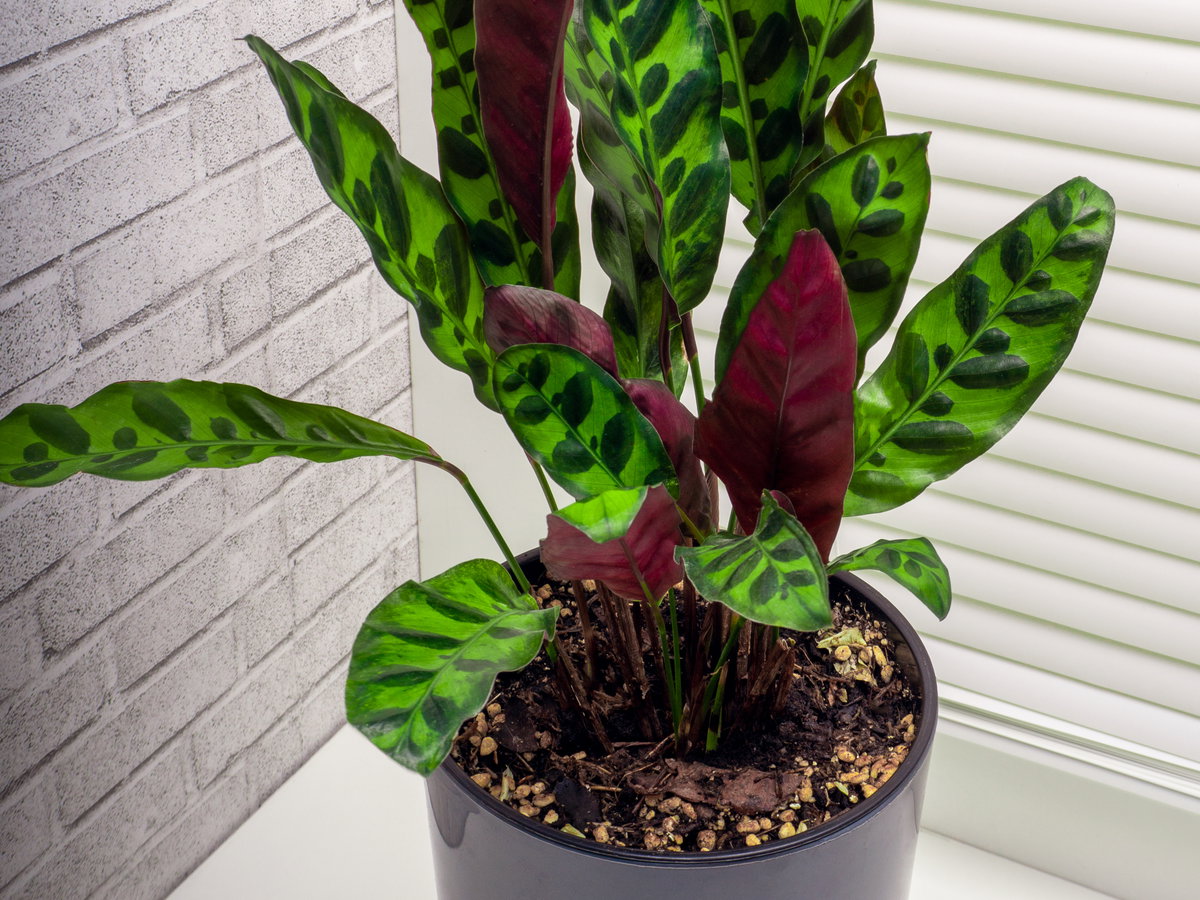 Die Calathea Orbifolia verleiht deiner Wohnung einen extravaganten Touch.
