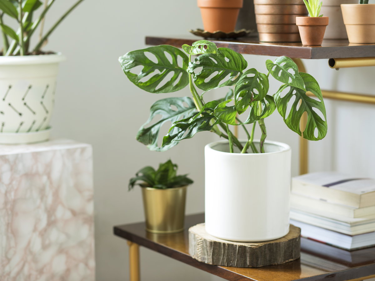 Die Monstera ist 2022 eine der angesagtesten Pflanzen.