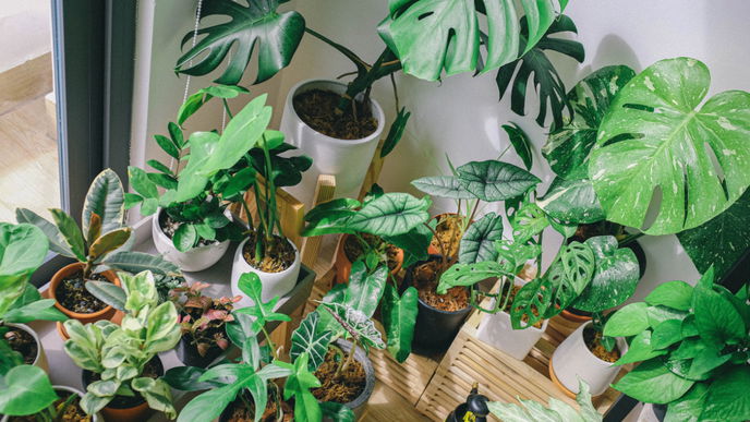 Grüne Superhelden! Diese 3 Zimmerpflanzen schützen deine Wohnung vor Schimmel 