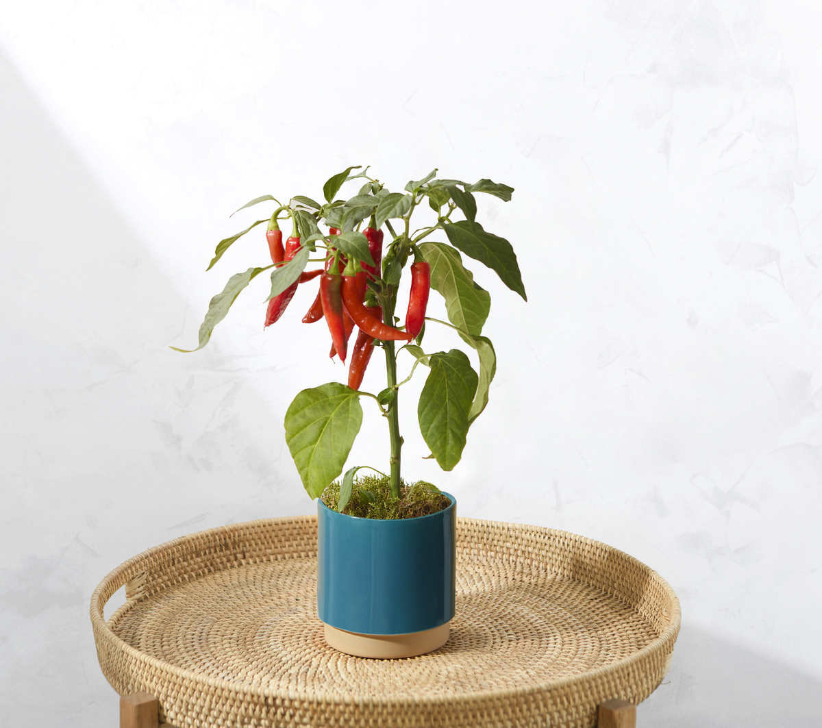 Bloom and Wild Chili-Pflanze