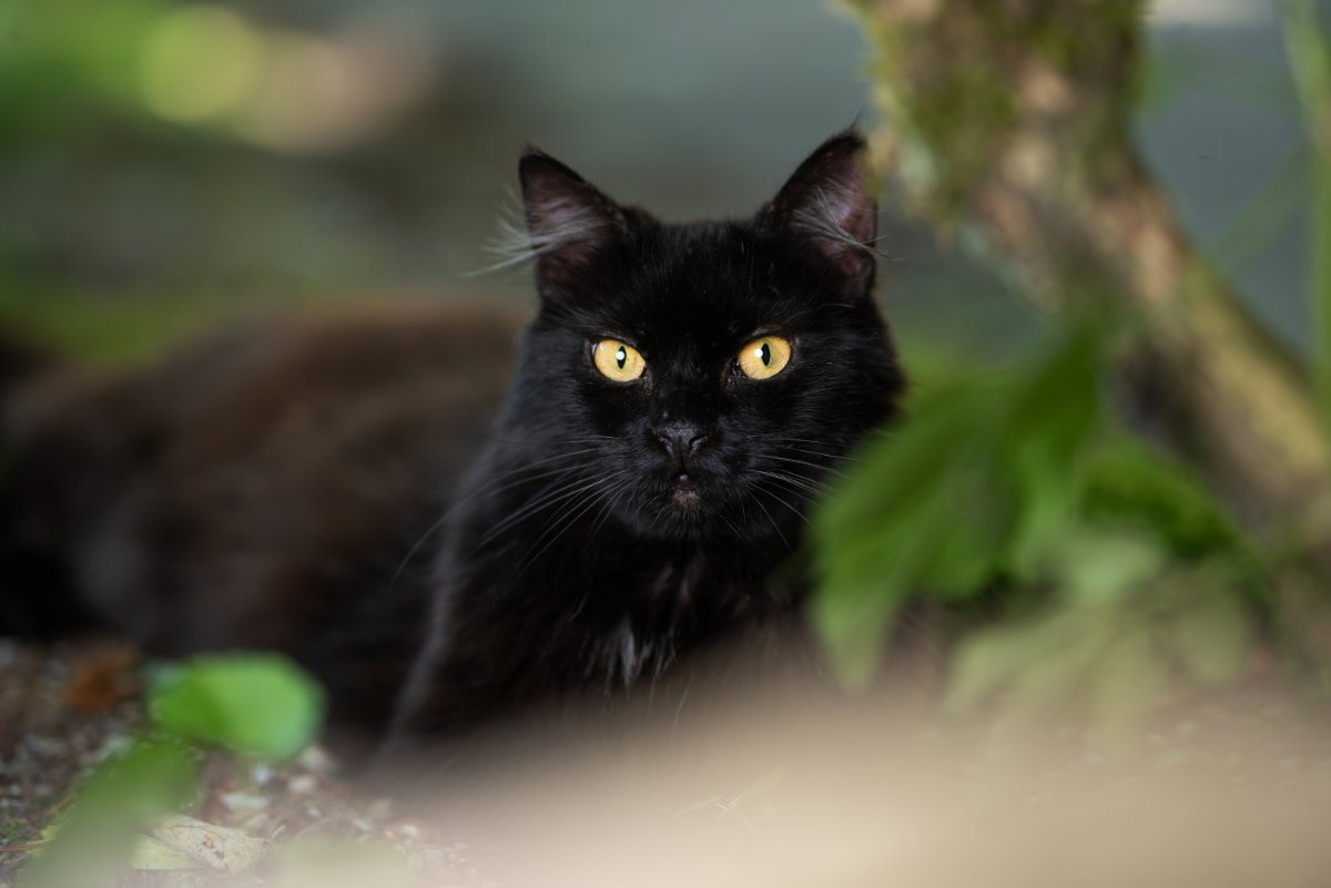 Unglück schwarze Katze