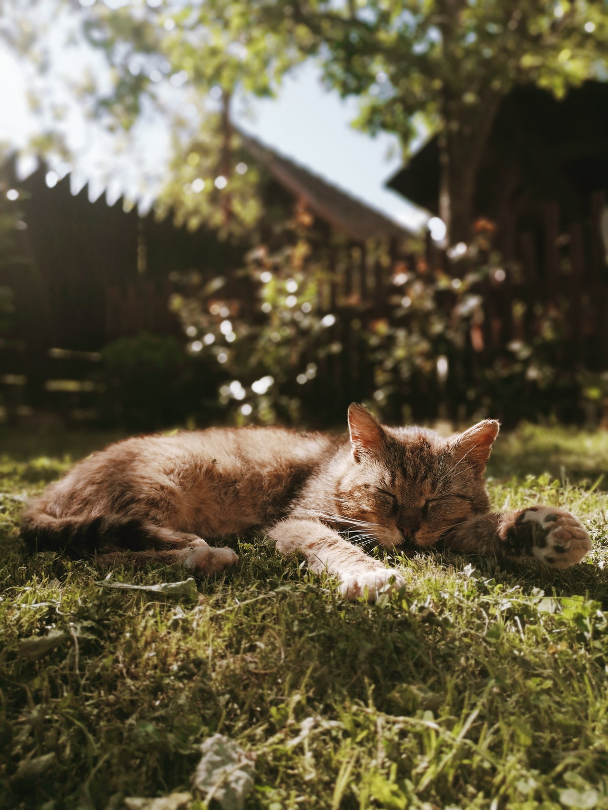 Katze liegt auf grüner Wiese