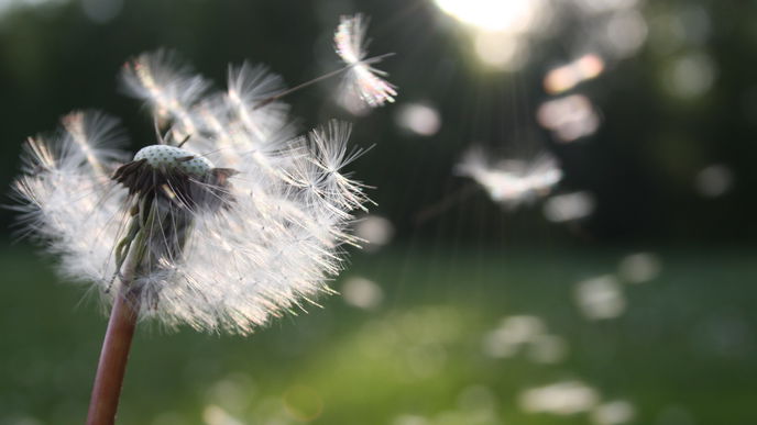 Die 8 besten Tipps bei Heuschnupfen