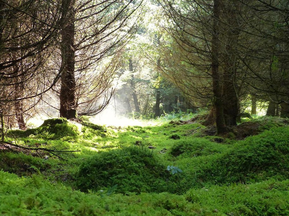Wald