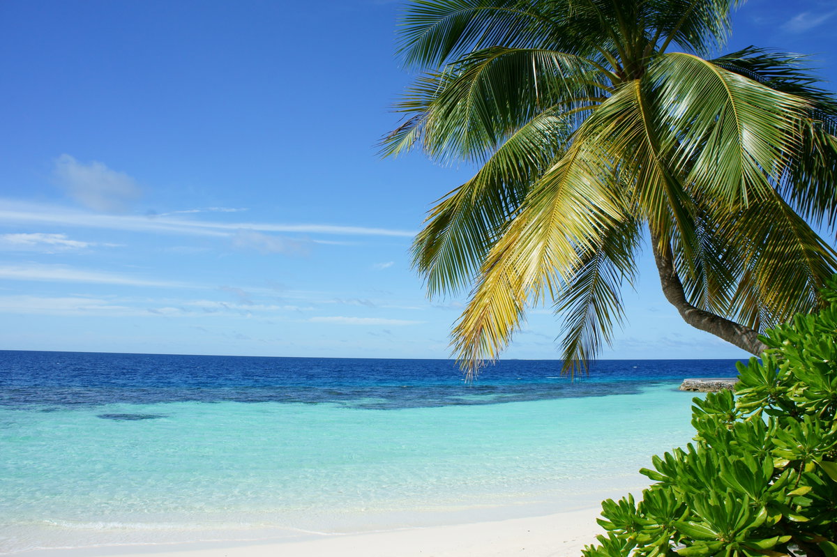 Strand mit Meer und Palmen