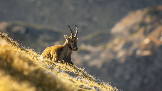 Erdzeichen: Diese Eigenschaften haben die 3 Sternzeichen Steinbock, Stier und Jungfrau