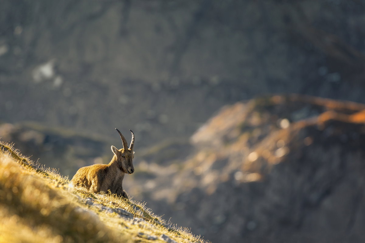 Steinbock auf der Wiese