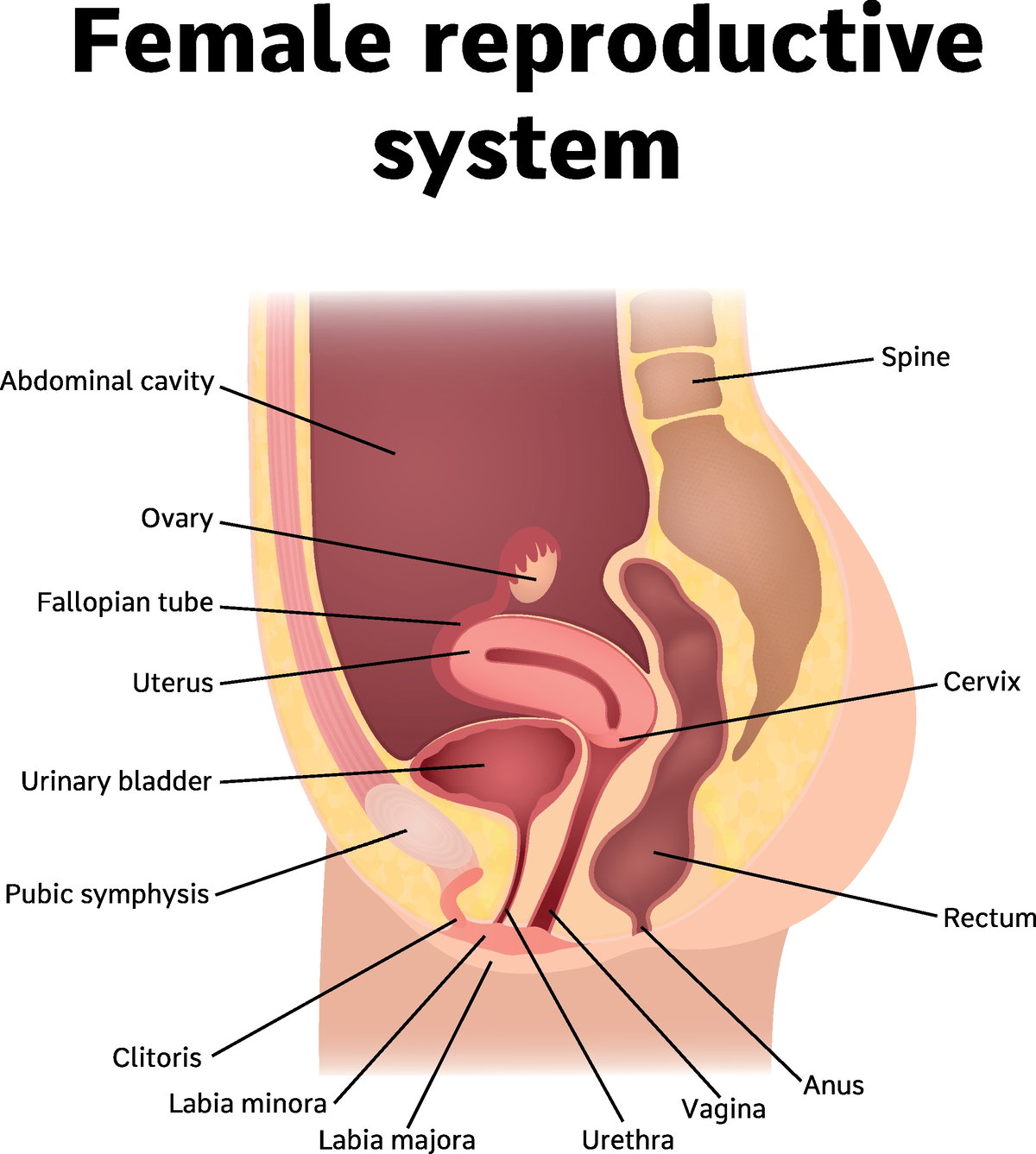 Anatomie der Scheide