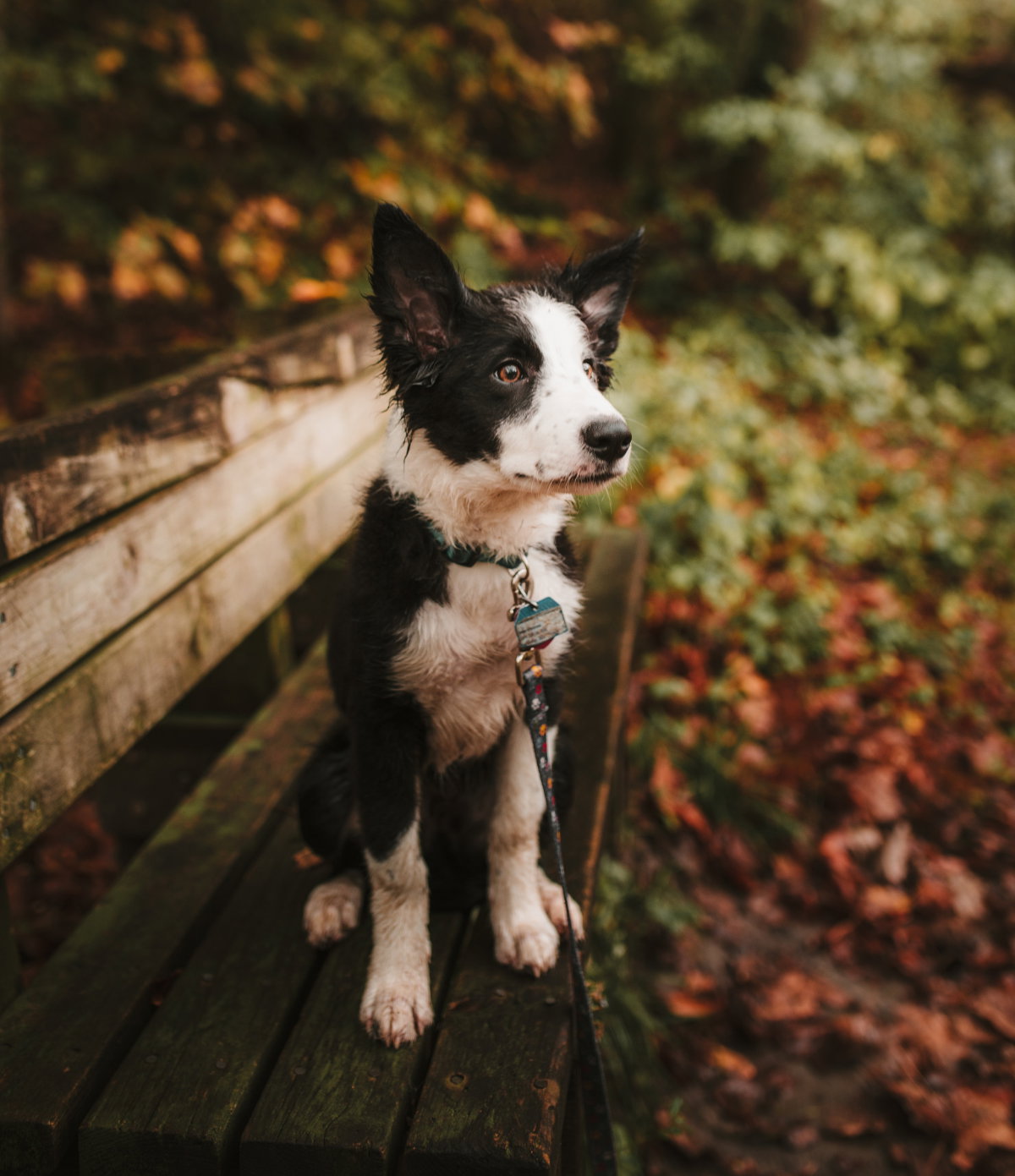 Hund beruhigen Tipps