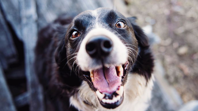 Mit diesen Tipps kannst du deinen Hund ganz schnell beruhigen