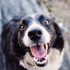 Mit diesen Tipps kannst du deinen Hund ganz schnell beruhigen