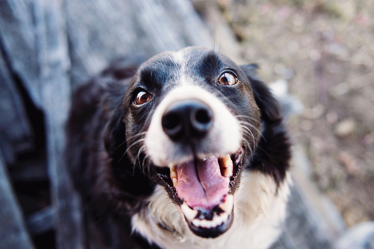 Hund beruhigen