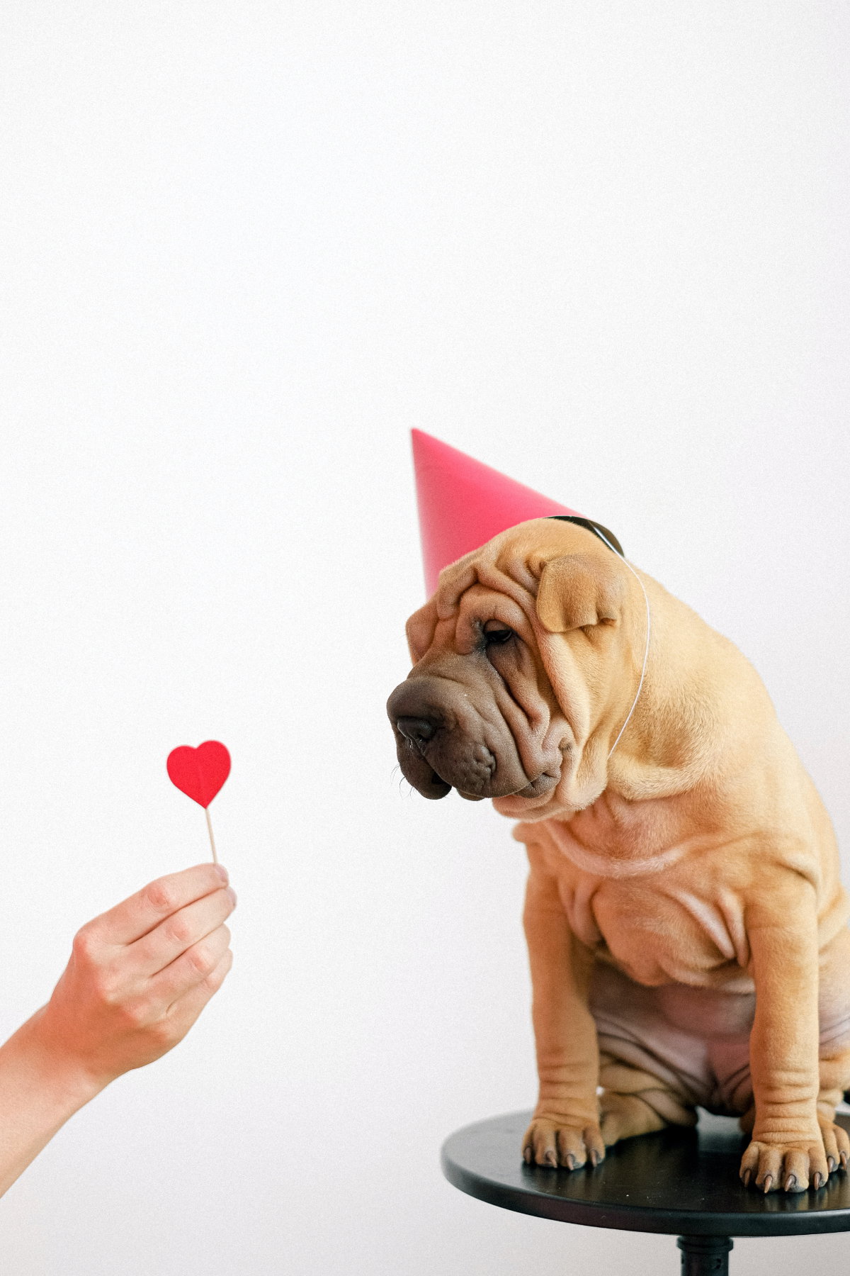 Hunde Liebe