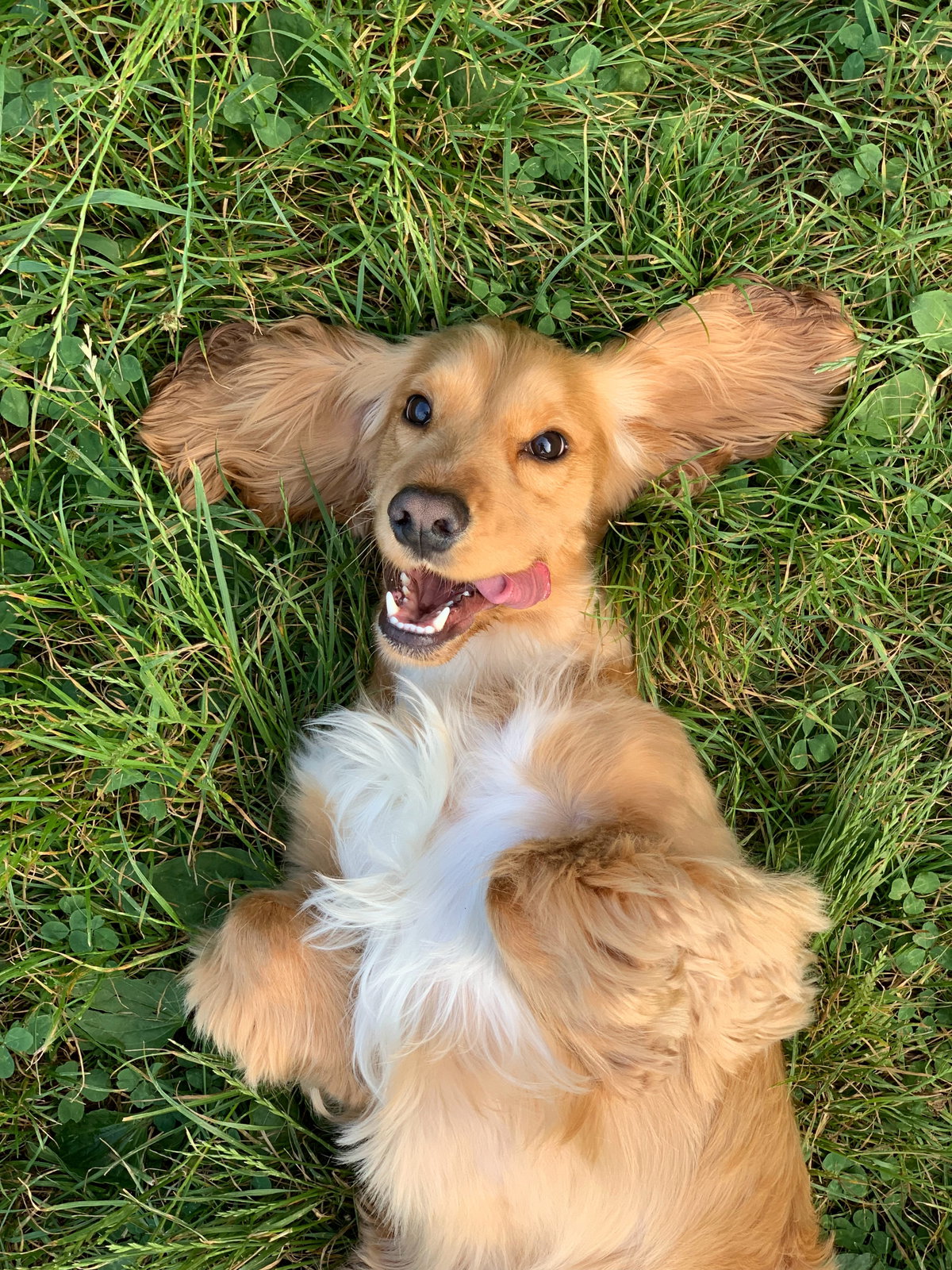 Hund auf Rasen