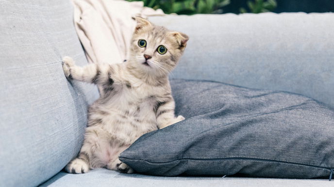 Laut Experten: Diese Sätze solltest du niemals zu deiner Katze sagen!