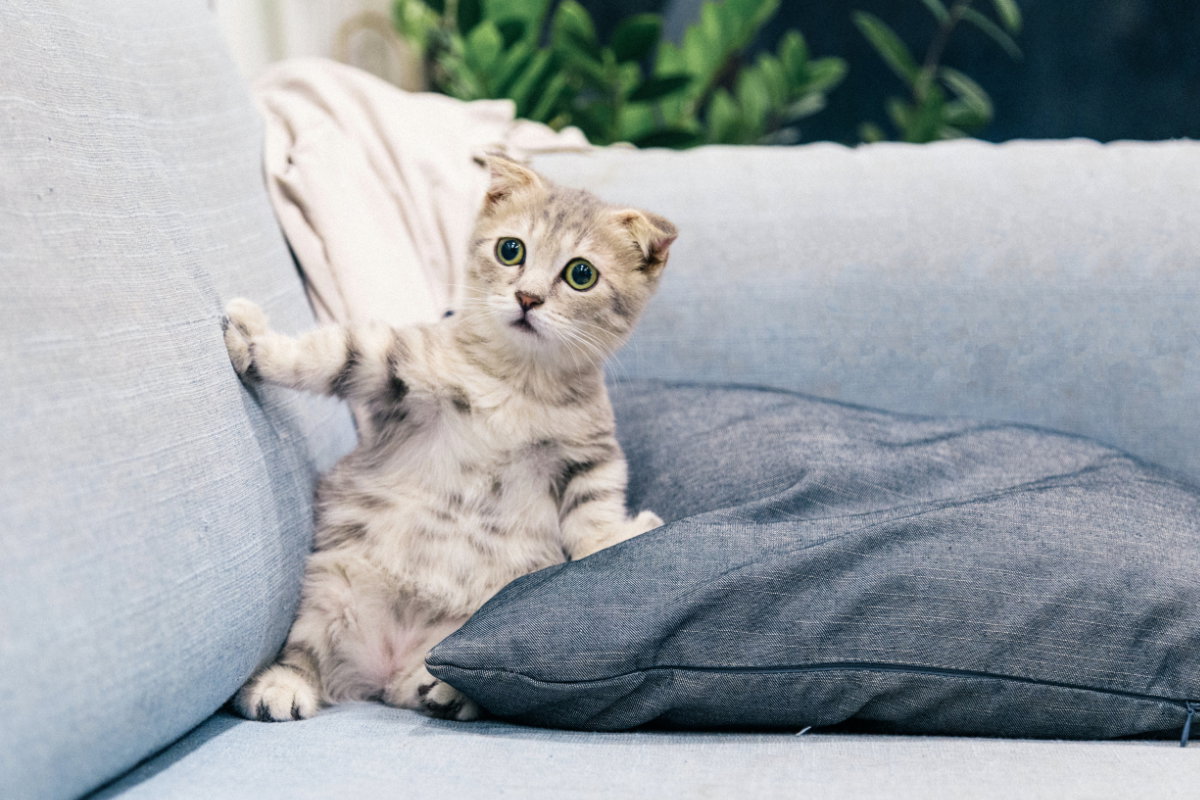 Katze schockiert