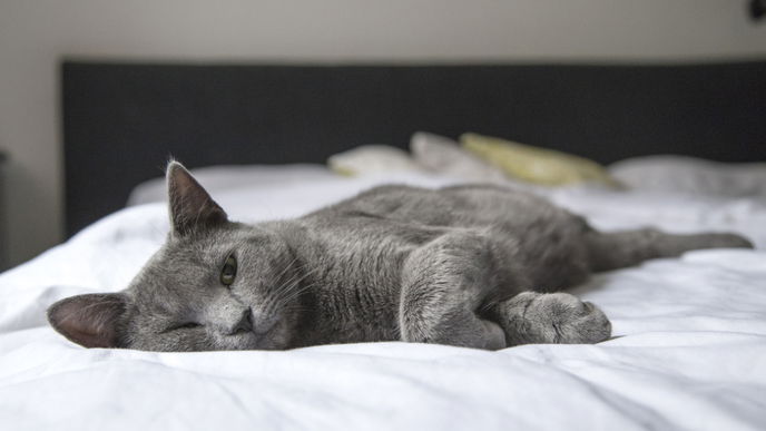 Das bedeutet es, wenn du von einer Katze träumst
