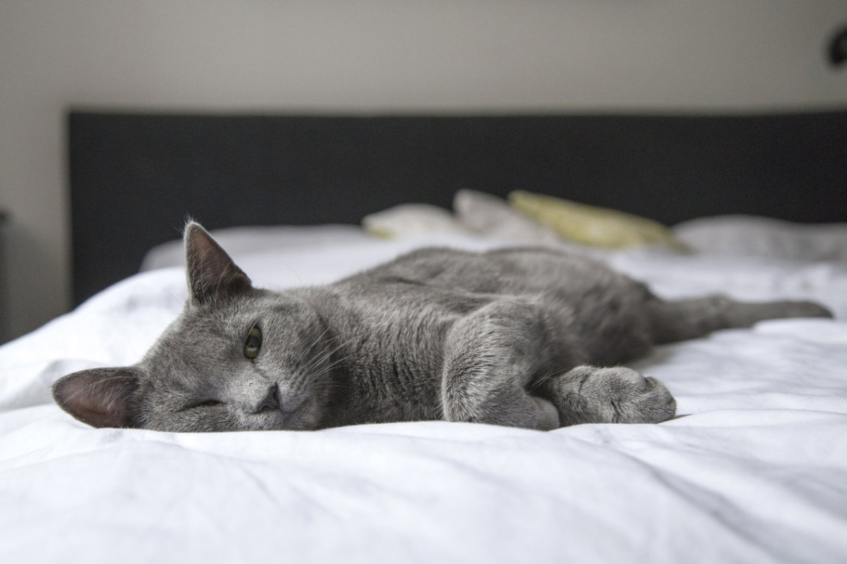 Katzennamen männlich