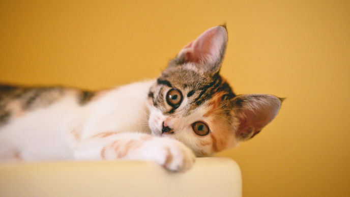 Katzennamen weiblich: Das sind die schönsten Ideen für deine Katze