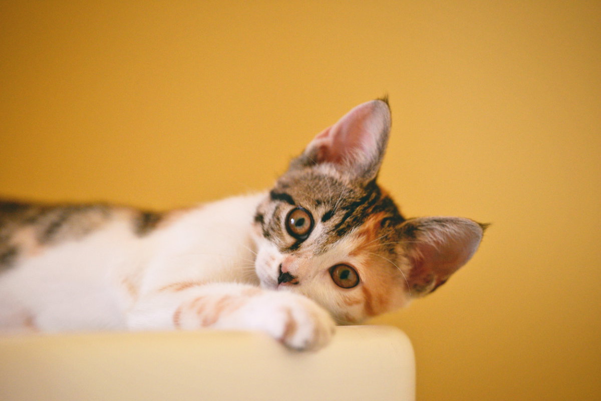 Katzennamen weiblich Ideen