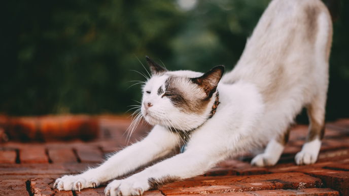 Katzennamen männlich: Das sind die besten Ideen für deinen Kater 