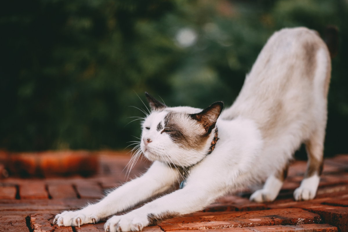 Katzennamen männlich Ideen