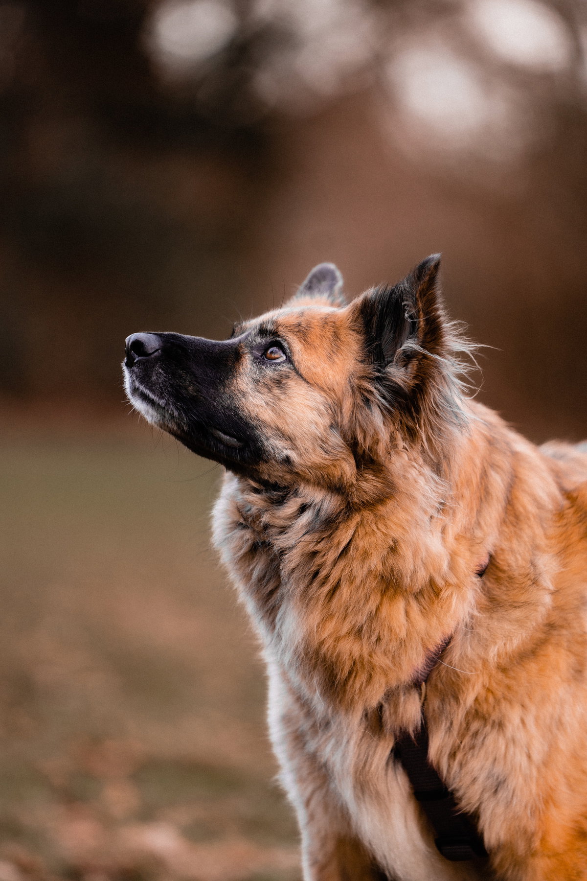 Schäferhund