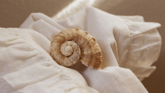 Haushalt: Bad putzen mit Muscheln - Darum hilft der Trick gegen Kalkablagerungen