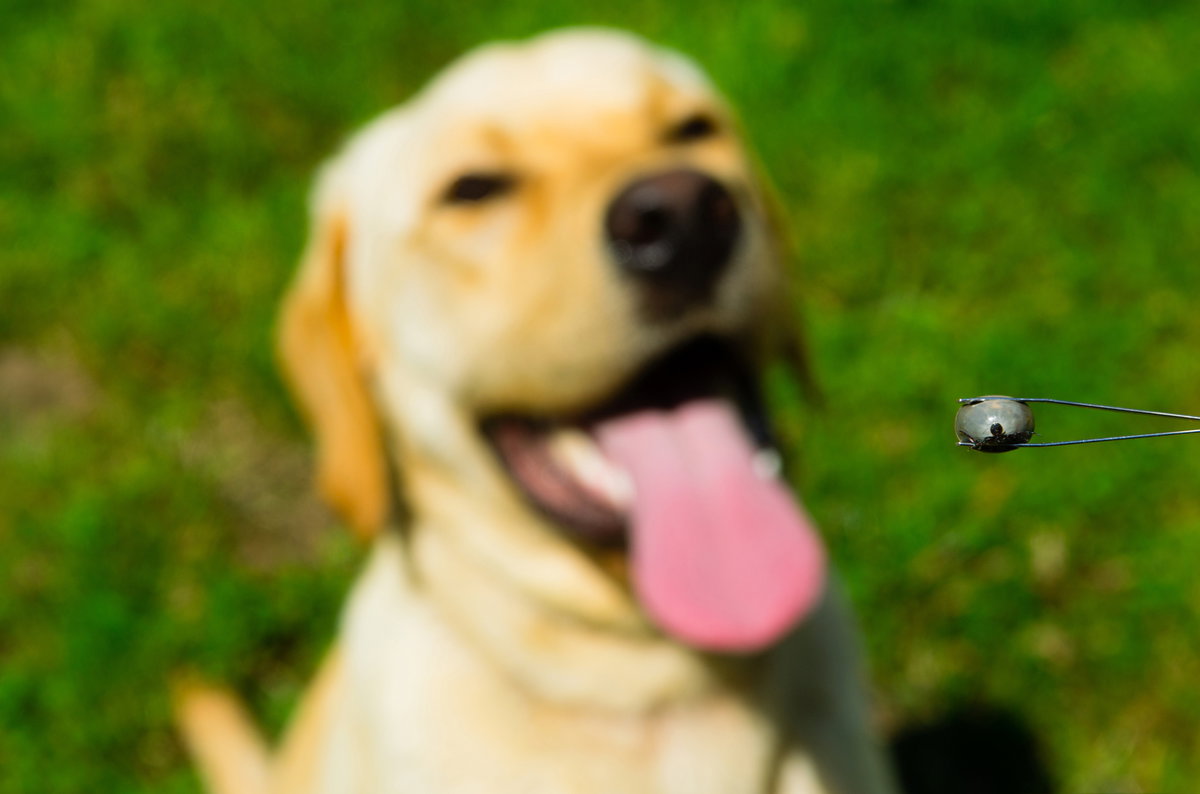 Zecke wurde vom Hund entfernt