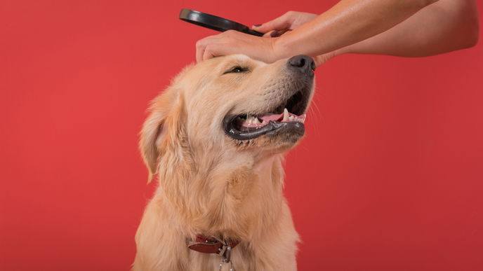Zecken entfernen beim Hund: So funktioniert es richtig