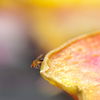 Fruchtfliegenfalle selber machen: So wirst du Obstfliegen endlich los