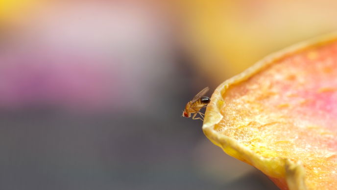 Fruchtfliegenfalle selber machen: So wirst du Obstfliegen endlich los