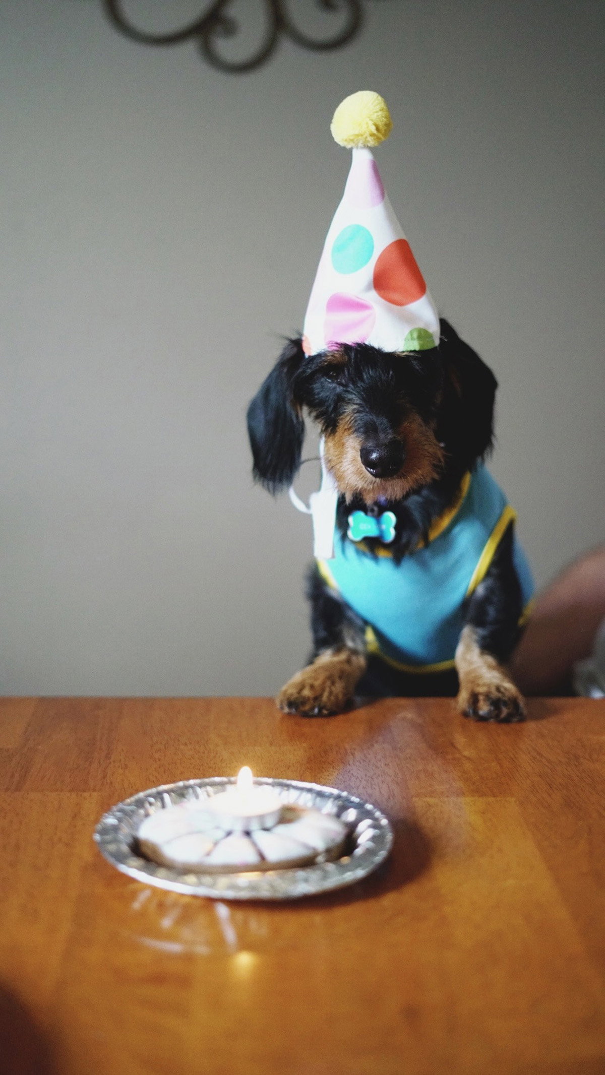 Hund feiert Geburtstag