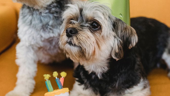 Hundekuchen: 5 einfache Rezepte für deinen Vierbeiner zum Geburtstag